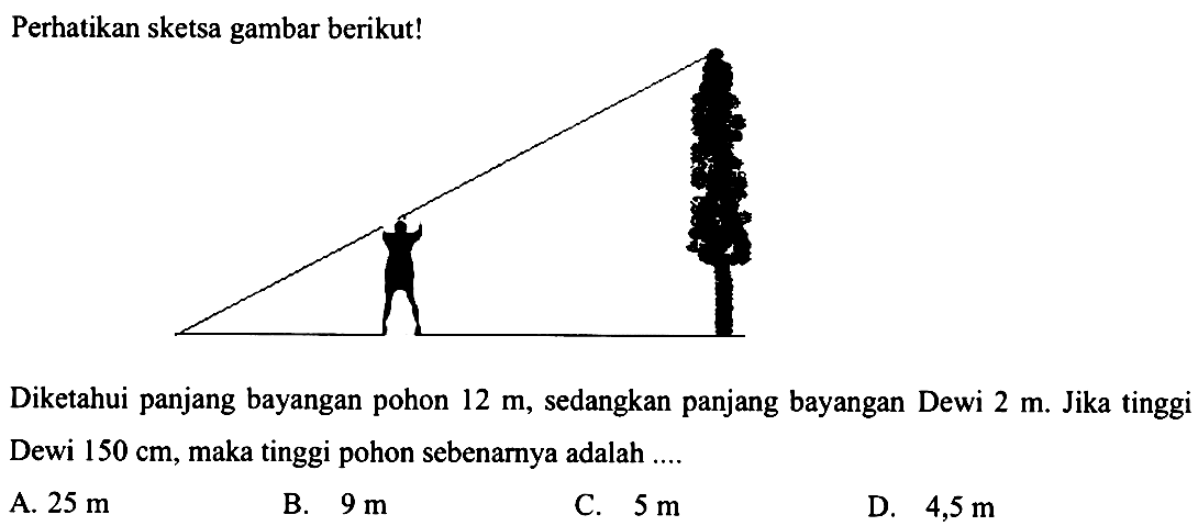 Perhatikan sketsa gambar berikut! Diketahui panjang bayangan pohon 12 m, sedangkan panjang bayangan Dewi 2 m. Jika tinggi Dewi 150 cm, maka tinggi pohon sebenamya adalah A. 25 m B. 9 m C. 5 m D. 4,5 m