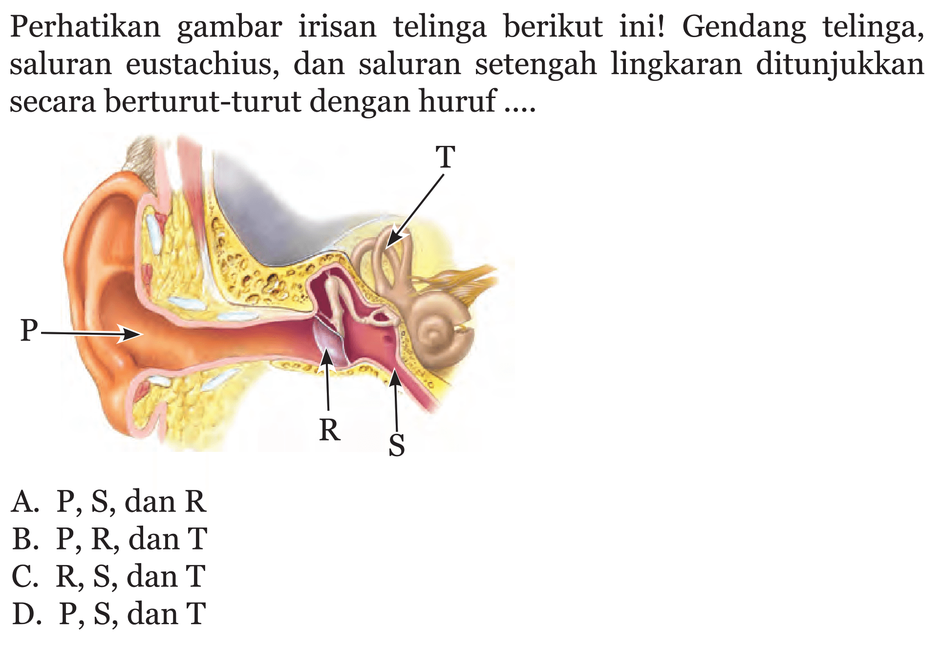 Perhatikan gambar irisan telinga berikut ini! Gendang telinga, saluran eustachius, dan saluran setengah lingkaran ditunjukkan secara berturut-turut dengan huruf....
A.  P, S, dan R 
B.  P, R, dan T 
C.  R, S, dan T 
D.  P, S, dan T 