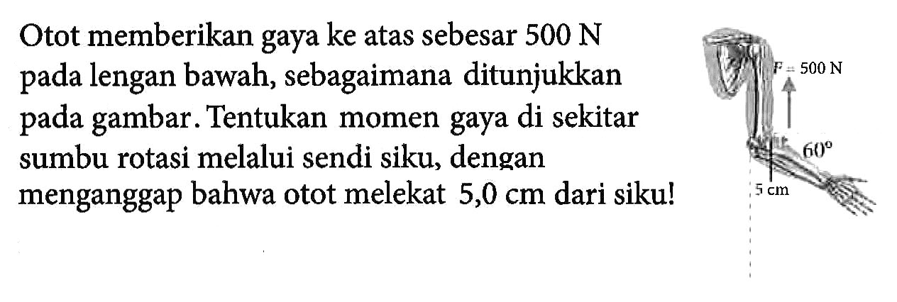 Otot memberikan gaya ke atas sebesar 500 N pada lengan bawah, sebagaimana ditunjukkan pada gambar. Tentukan momen gaya di sekitar sumbu rotasi melalui sendi siku, dengan menganggap bahwa otot melekat 5,0 cm dari siku! F = 500 N 60 5 cm