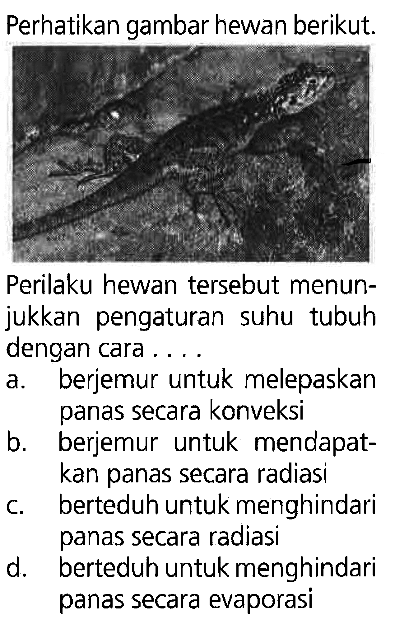 Perhatikan gambar hewan berikut. Perilaku hewan tersebut menun- jukkan pengaturan suhu tubuh dengan cara