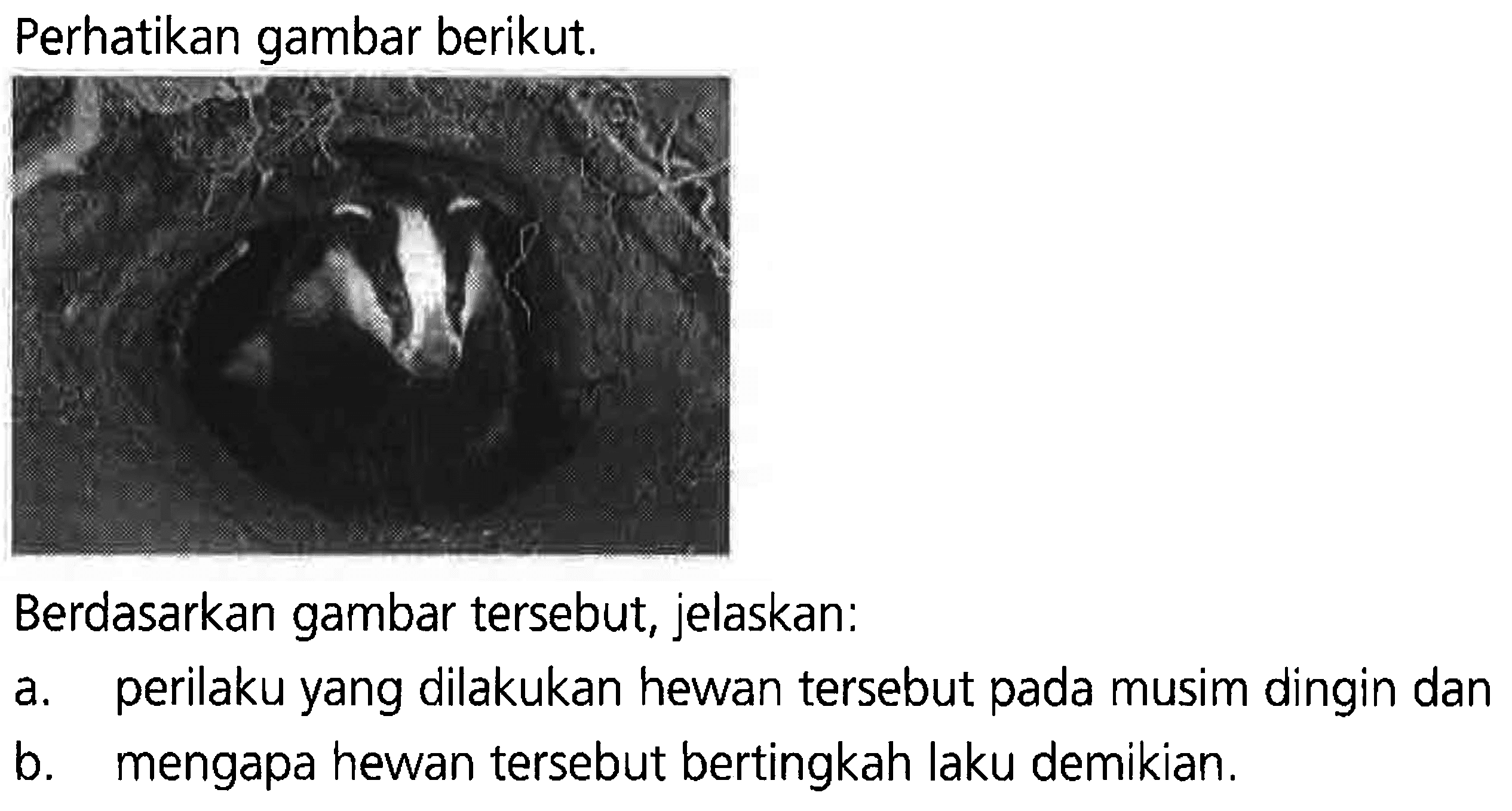 Perhatikan gambar berikut. 
Berdasarkan gambar tersebut, jelaskan: 
a. perilaku yang dilakukan hewan tersebut pada musim dingin dan 
b. mengapa hewan tersebut bertingkah laku demikian.