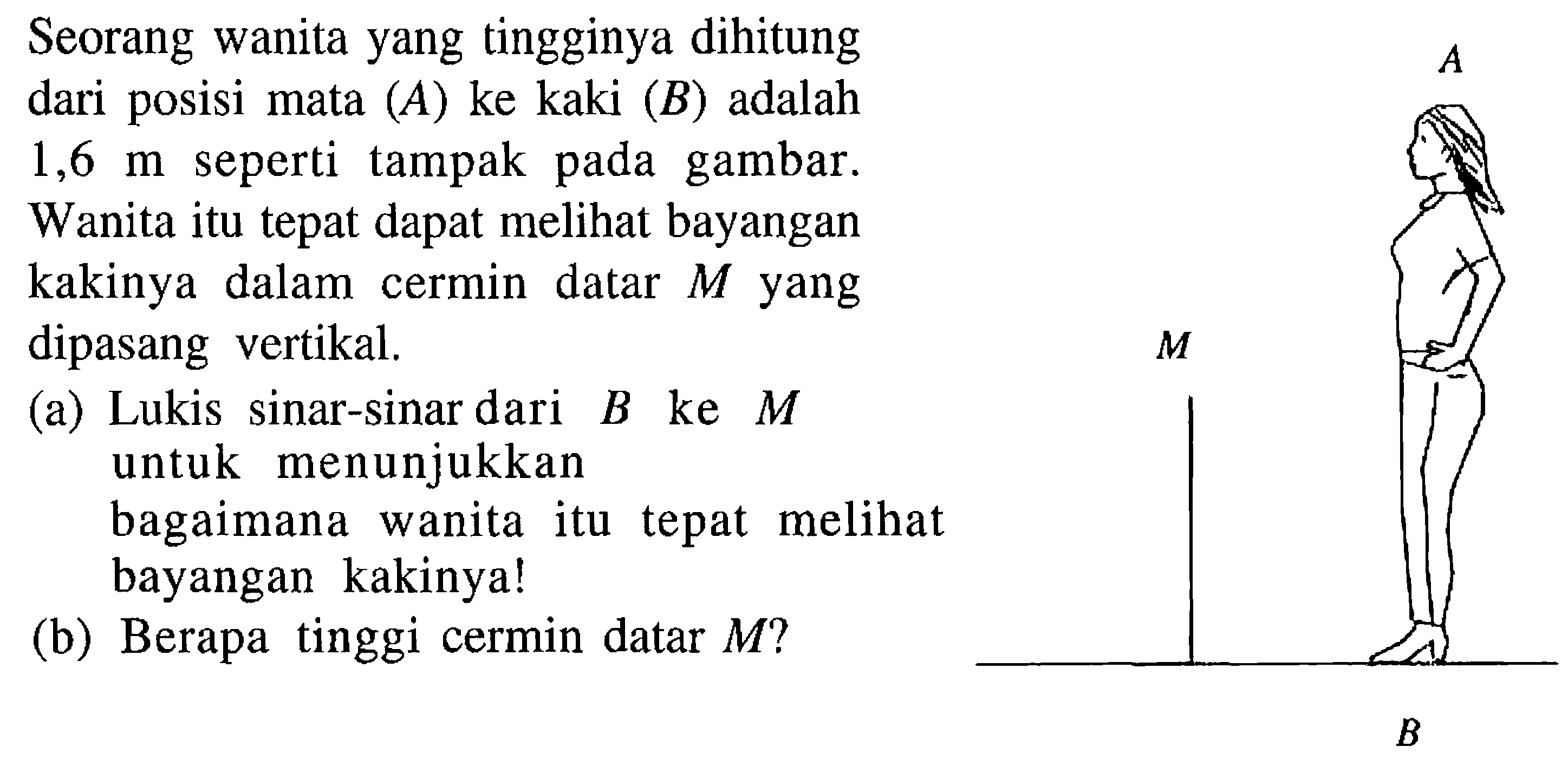 Seorang wanita yang tingginya dihitung dari posisi mata (A) ke kaki (B) adalah 1,6 m seperti tampak pada gambar.  Wanita itu tepat dapat melihat bayangan kakinya dalam cermin datar M yang dipasang vertikal. (a) Lukis sinar-sinar dari B ke M untuk menunjukkan bagaimana wanita itu tepat melihat bayangan kakinya! (b) Berapa tinggi cermin datar M? A M B 