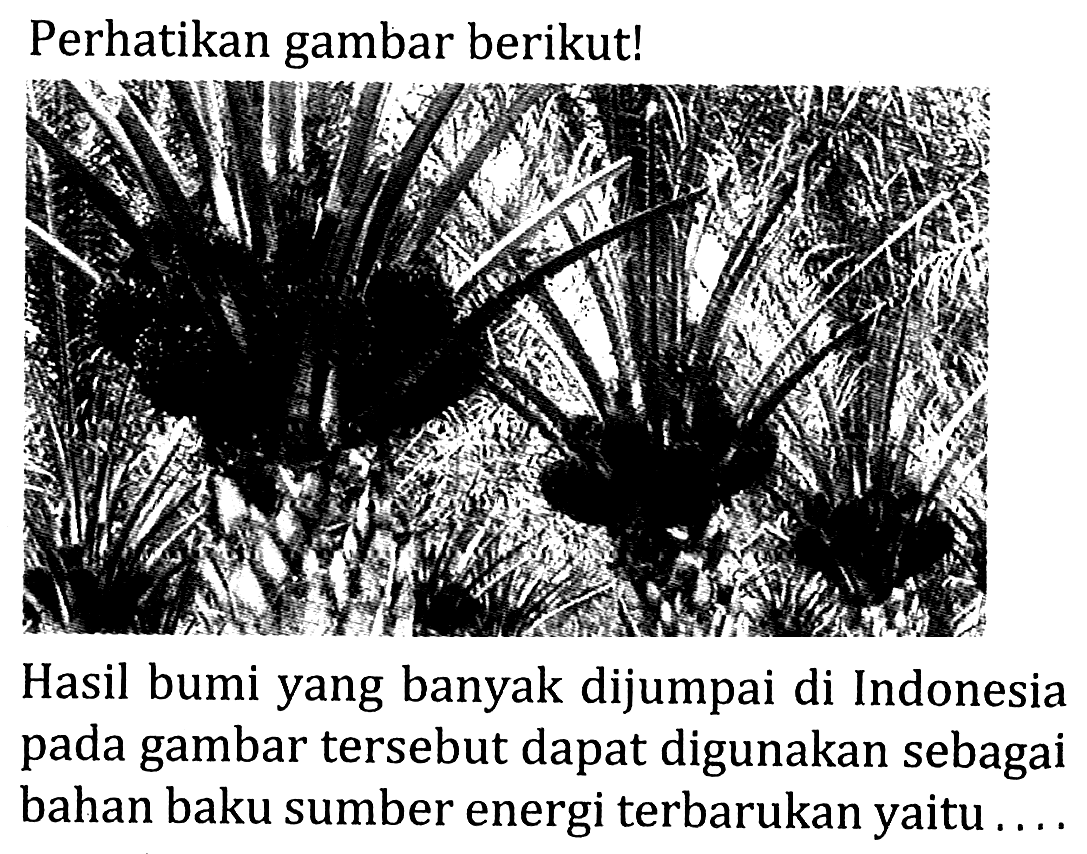 Perhatikan gambar berikut! Hasil bumi yang banyak dijumpai di Indonesia pada gambar tersebut dapat digunakan sebagai bahan baku sumber energi terbarukan yaitu ...