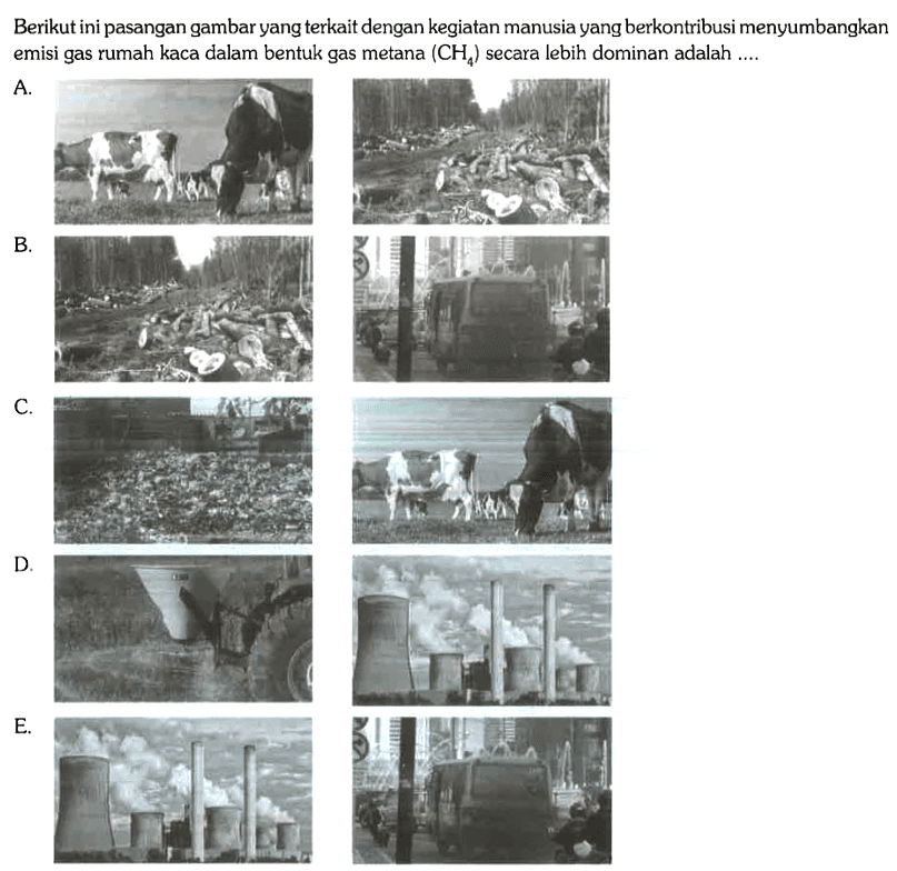 Berikut ini pasangan gambar yang terkait dengan kegiatan manusia yang berkontribusi menyumbangkan emisi gas rumah kaca dalam bentuk gas metana (CH4) secara lebih dominan adalah ....
A.
B.
C.
D.
E.