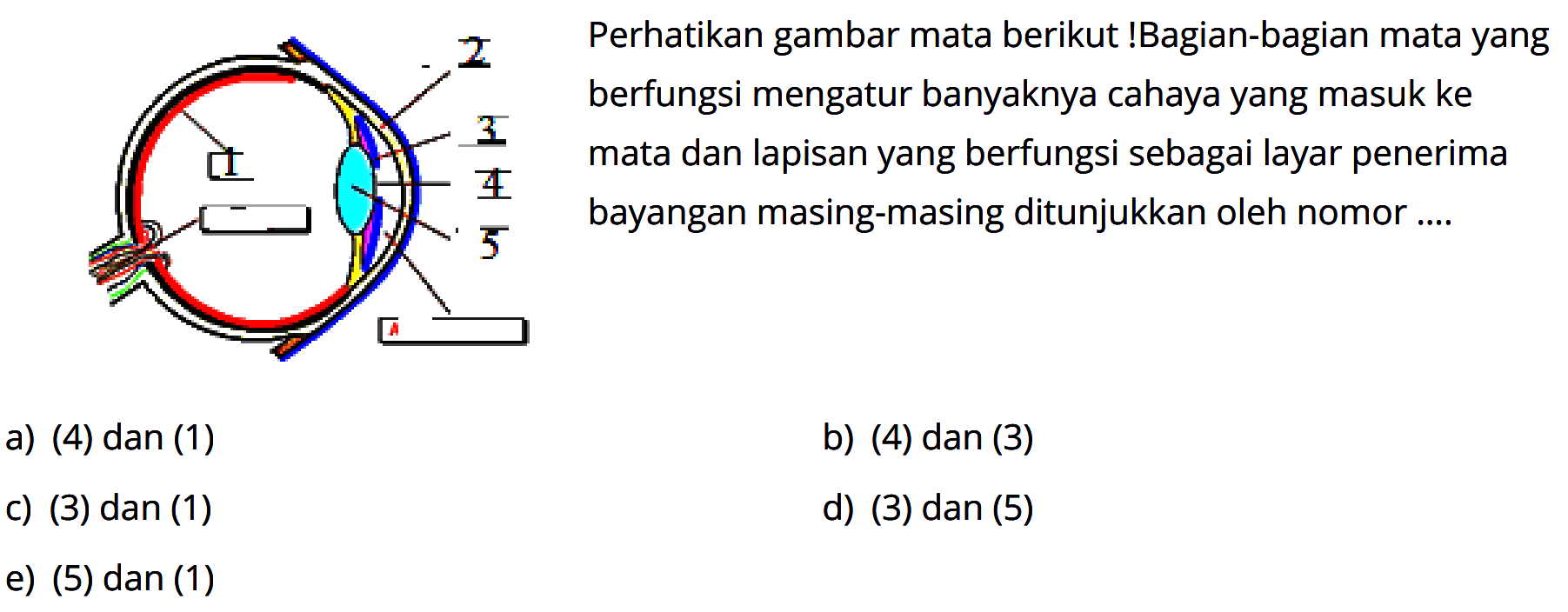 Perhatikan gambar mata berikut! Bagian-bagian mata yang berfungsi mengatur banyaknya cahaya yang masuk ke mata dan lapisan yang berfungsi sebagai layar penerima bayangan masing-masing ditunjukkan oleh nomor ....