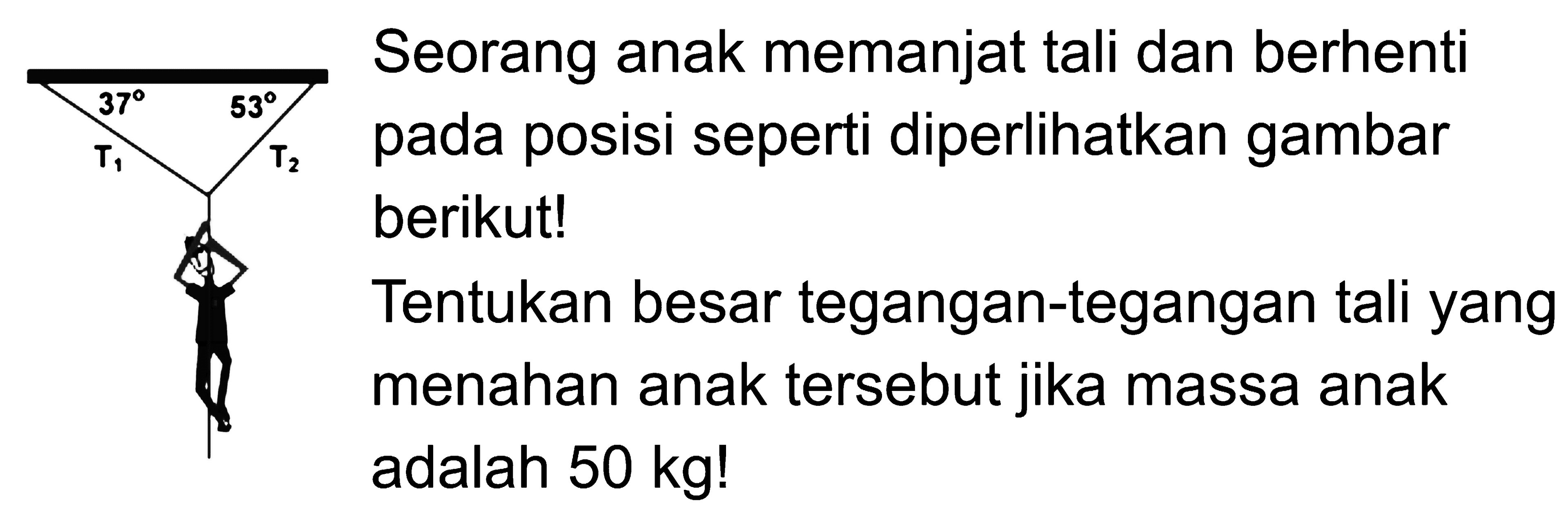 37 53 T1 T2 Seorang anak memanjat tali dan berhenti pada posisi seperti diperlihatkan gambar berikut! Tentukan besar tegangan-tegangan tali yang menahan anak tersebut jika massa anak adalah 50 kg! 