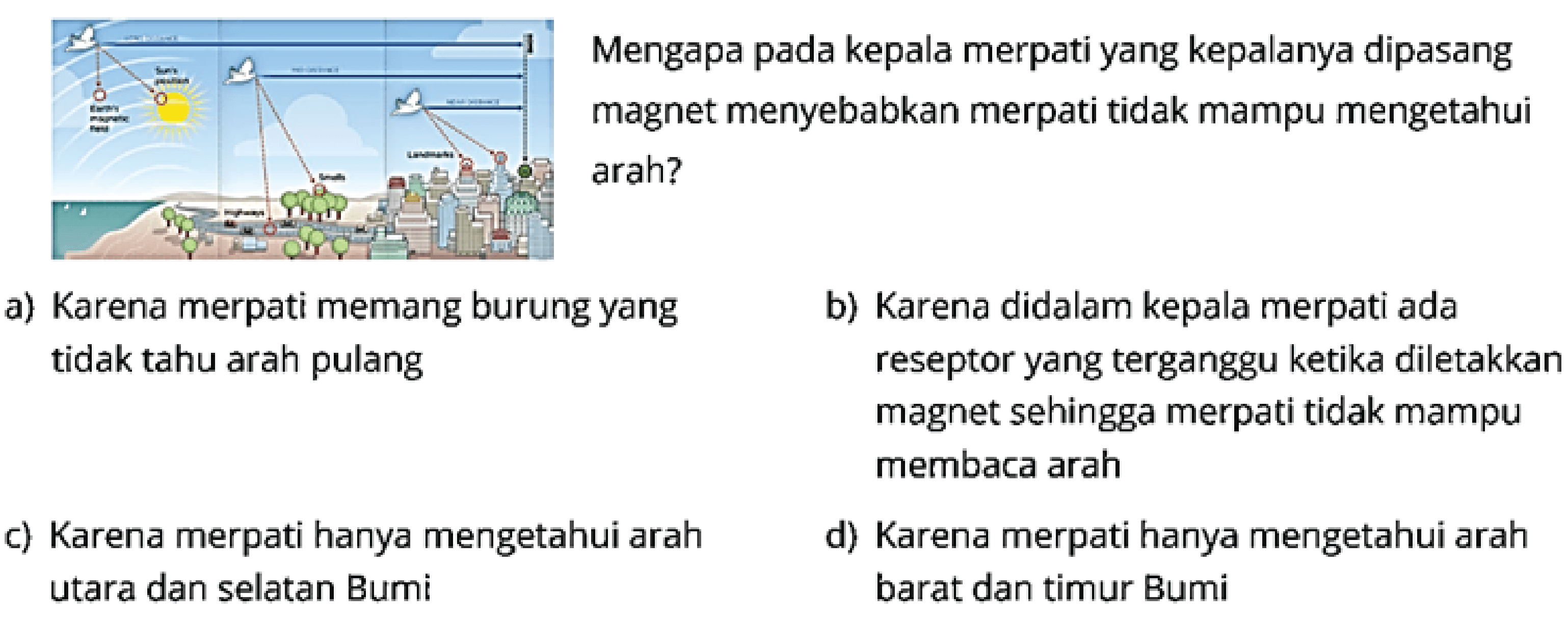 Mengapa pada kepala merpati yang kepalanya dipasang magnet menyebabkan merpati tidak mampu mengetahui arah?