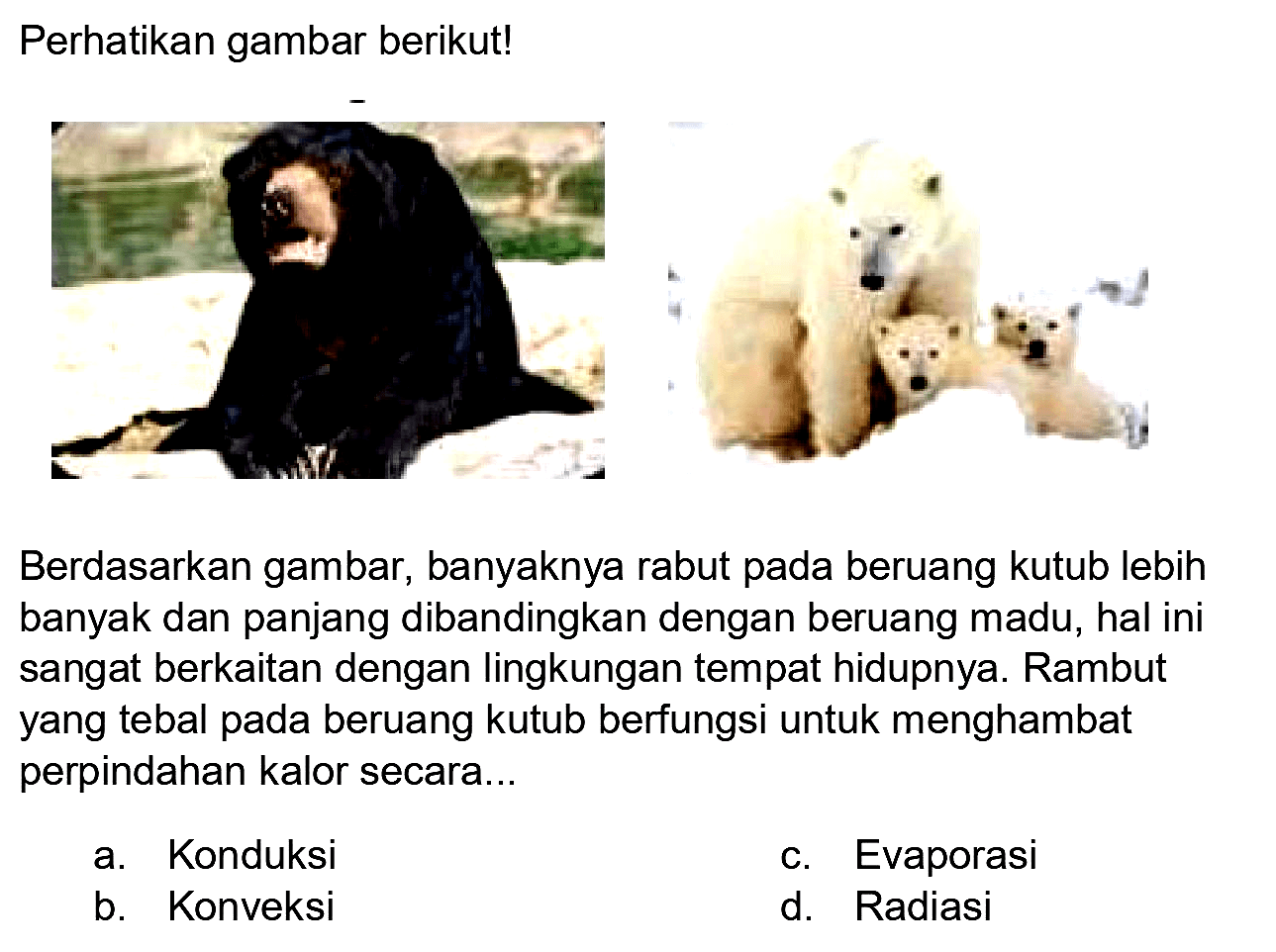 Perhatikan gambar berikut!
Berdasarkan gambar, banyaknya rabut pada beruang kutub lebih banyak dan panjang dibandingkan dengan beruang madu, hal ini sangat berkaitan dengan lingkungan tempat hidupnya. Rambut yang tebal pada beruang kutub berfungsi untuk menghambat perpindahan kalor secara...
