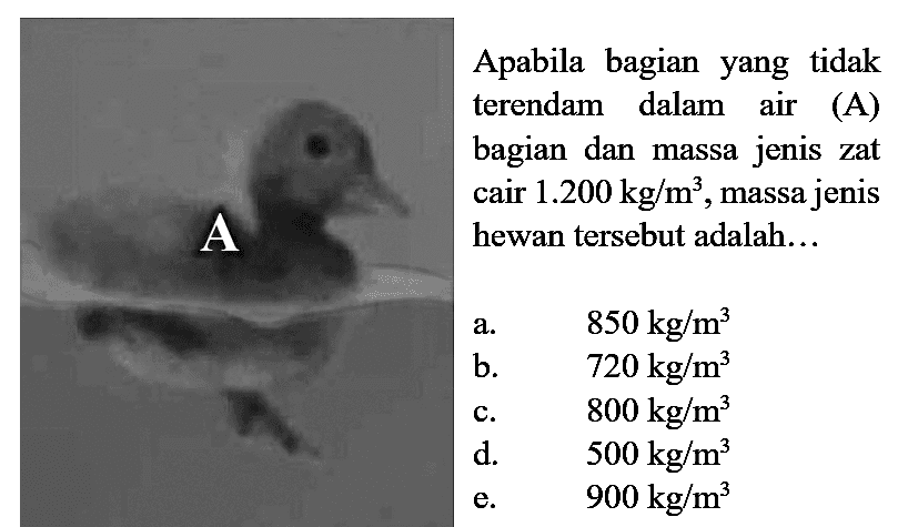 Apabila bagian yang tidak terendam dalam air (A) bagian dan massa jenis zat cair  1.200 kg / m^(3) , massa jenis hewan tersebut adalah...
a.   850 kg / m^(3) 
b.   720 kg / m^(3) 
c.   800 kg / m^(3) 
d.  500 kg / m^(3) 
e.   900 kg / m^(3) 