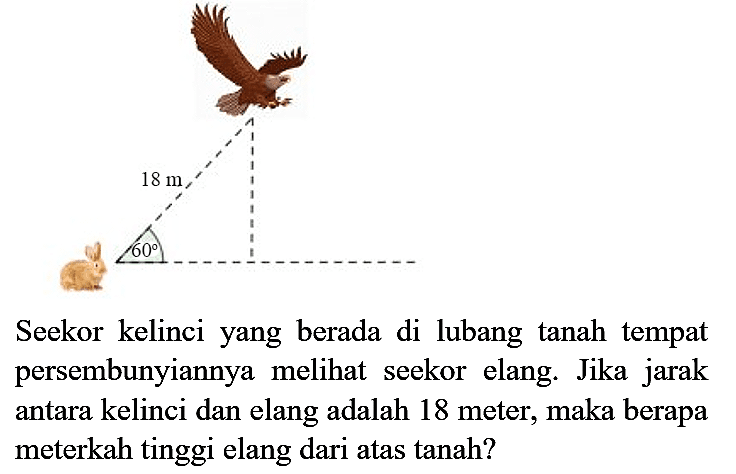 Seekor kelinci yang berada di lubang tanah tempat persembunyiannya melihat seekor elang. Jika jarak antara kelinci dan elang adalah 18 meter, maka berapa meterkah tinggi elang dari atas tanah?