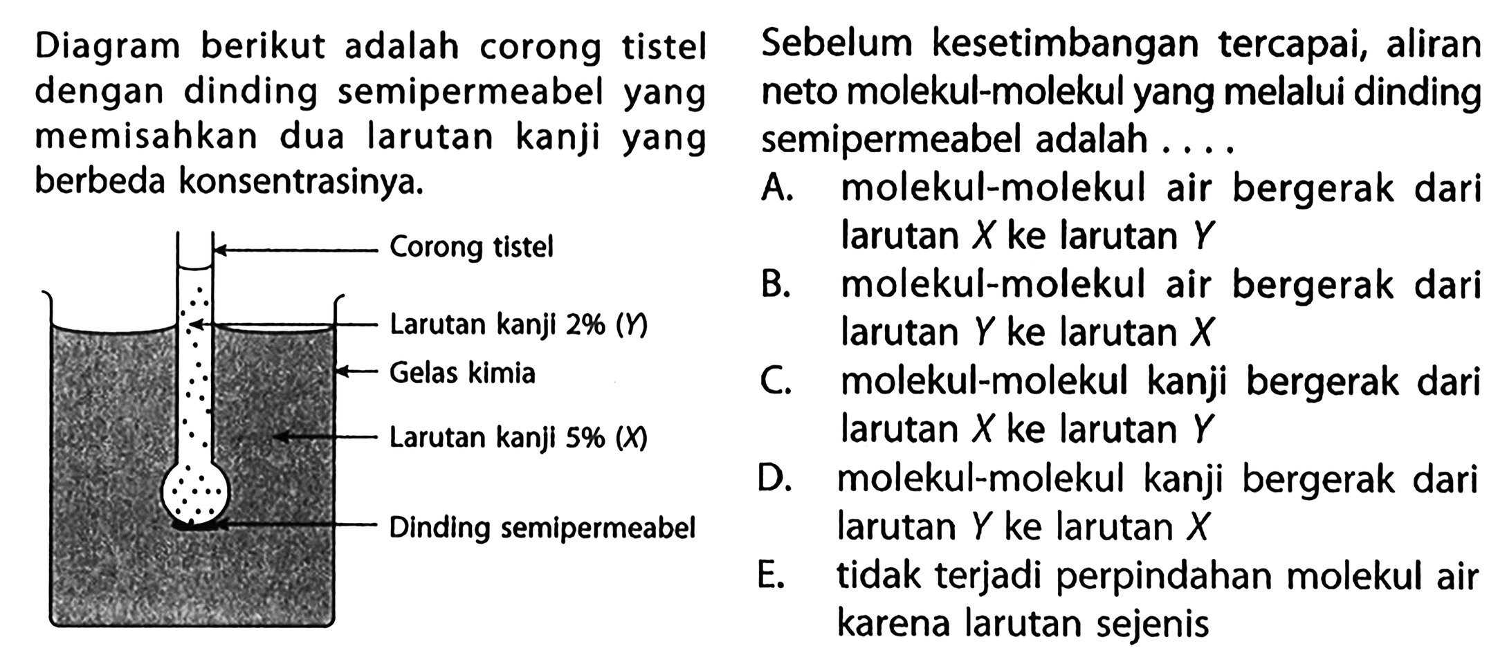 Diagram berikut adalah corong tistel dengan dinding semipermeabel yang memisahkan dua larutan kanji yang berbeda konsentrasinya. Corong tistelLarutan kanji 2% (Y)Gelas kimiaLarutan kanji 5% (X)Dinding semipermeabelSebelum kesetimbangan tercapai, aliran neto molekul-molekul yang melalui dinding semipermeabel adalah .... 