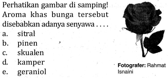 Perhatikan gambar di samping! Aroma khas bunga tersebut disebabkan adanya senyawa .... 
(bunga mawar) 
Fotografer: Rahmat Isnaini