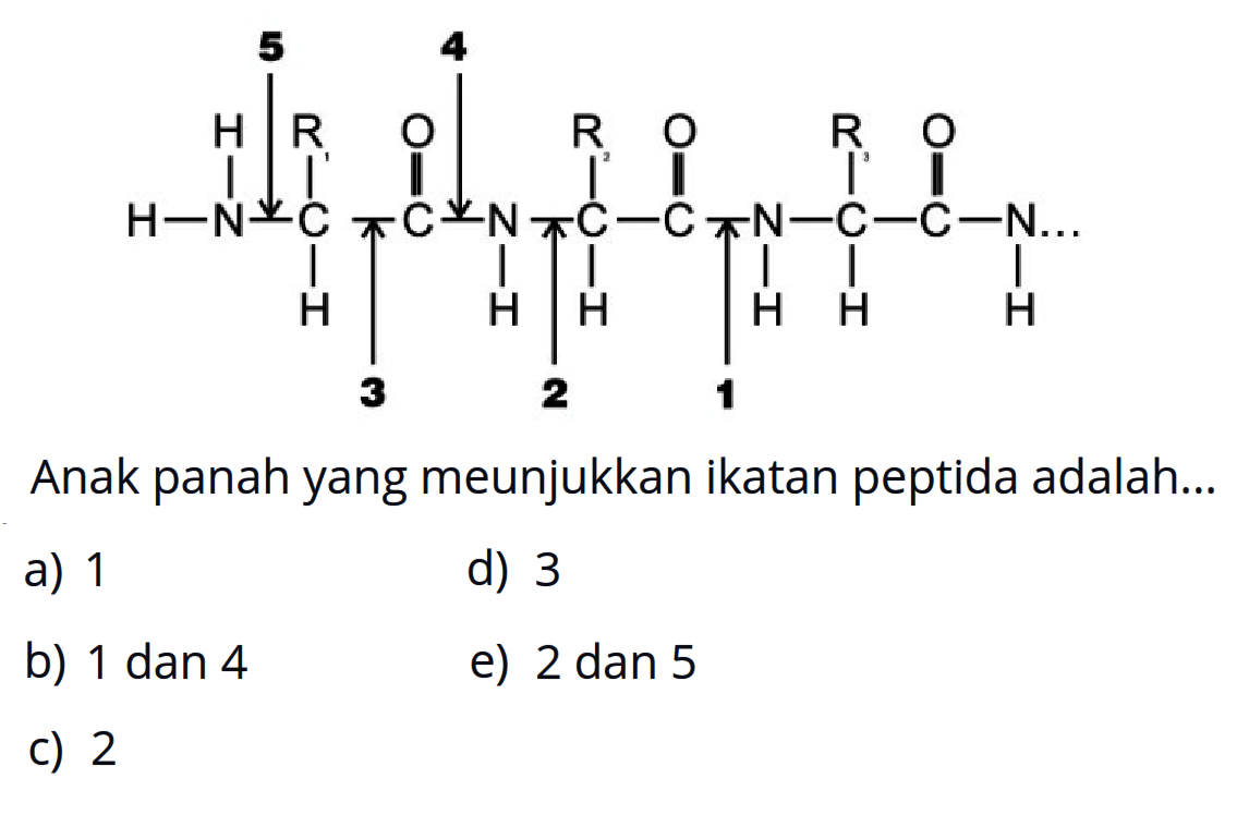 H-N-C-C-N-C-C-N-C-C-N H R O R O R O H H H H H H 1 2 3 4 5
Anak panah yang meunjukkan ikatan peptida adalah...
