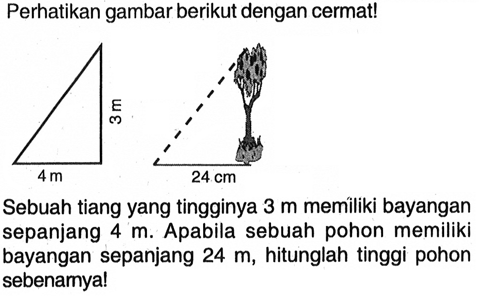 Perhatikan gambar berikut dengan cermat!Sebuah tiang yang tingginya  3 m  memiliki bayangan sepanjang  4 m. Apabila sebuah pohon memiliki bayangan sepanjang  24 m, hitunglah tinggi pohon sebenamya!