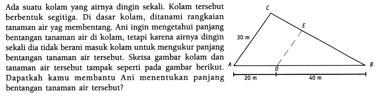 Ada suatu kolam yang airnya dingin sekali. Kolam tersebut berbentuk segitiga. Di dasar kolam, ditanami rangkaian tanaman air yag membentang. Ani ingin mengetahui panjang bentangan tanaman air di kolam, tetapi karena airnya dingin sekali dia tidak berani masuk kolam untuk mengukur panjang bentangan tanaman air tersebut. Sketsa gambar kolam dan tanaman air tersebut tampak seperti pada gambar berikut. B bentangan tanaman air tersebut? 30 m 20 m 40 m