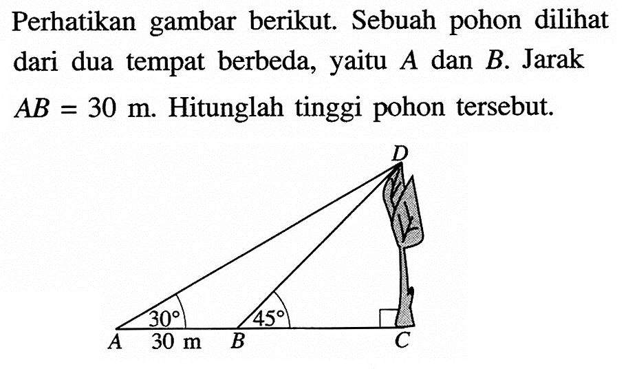 Perhatikan gambar berikut. Sebuah pohon dili dari dua tempat berbeda, yaitu  A  dan  B . Jarak  AB=30 m . Hitunglah tinggi pohon tersebut.D 30 45 A 30 cm B C