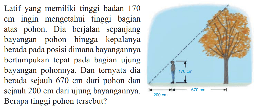 Latif yang memiliki tinggi badan 170  cm  ingin mengetahui tinggi bagian atas pohon. Dia berjalan sepanjang bayangan pohon hingga kepalanya berada pada posisi dimana bayangannya bertumpukan tepat pada bagian ujung bayangan pohonnya. Dan ternyata dia berada sejauh  670 cm  dari pohon dan sejauh  200 cm  dari ujung bayangannya. Berapa tinggi pohon tersebut?