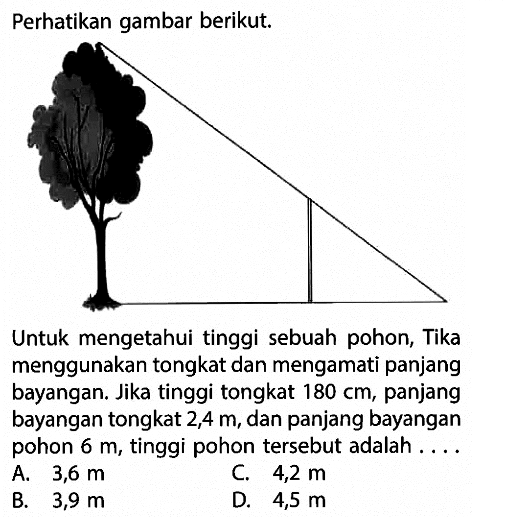 Perhatikan gambar berikut.
Untuk mengetahui tinggi sebuah pohon, Tika menggunakan tongkat dan mengamati panjang bayangan. Jika tinggi tongkat  180 cm , panjang bayangan tongkat  2,4 m , dan panjang bayangan pohon  6 m , tinggi pohon tersebut adalah ....
A.  3,6 m 
C.  4,2 m 
B.  3,9 m 
D.  4,5 m 