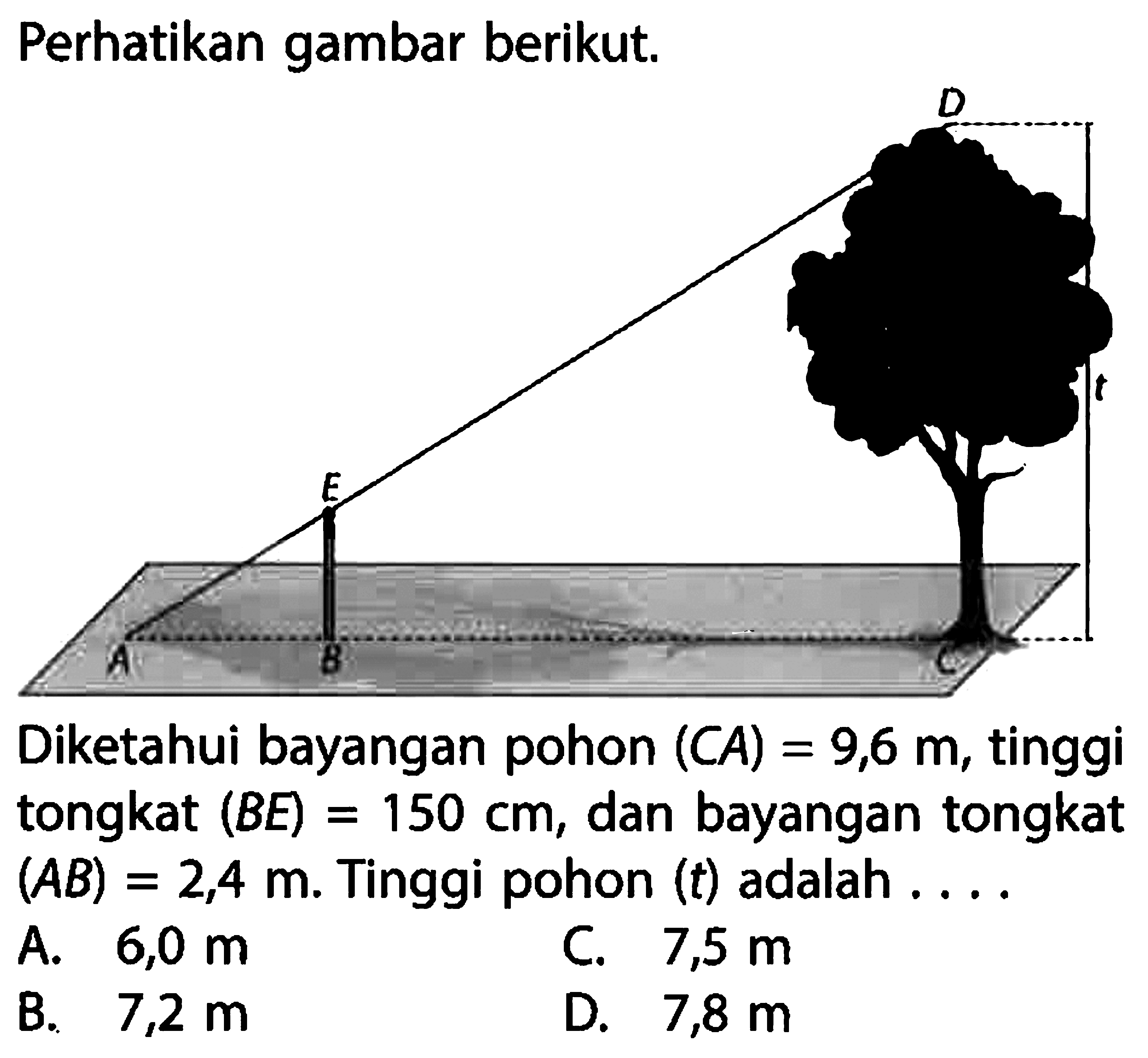 Perhatikan gambar berikut.Diketahui bayangan pohon (CA)=9,6 m, tinggi tongkat (BE)=150 cm, dan bayangan tongkat (AB)=2,4 m. Tinggi pohon (t) adalah ....