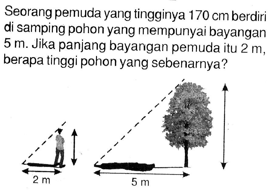 Seorang pemuda yang tingginya 170 cm berdir di samping pohon yang mempunyai bayangan 5 m. Jika panjang bayangan pemuda itu 2 m, berapa tinggi pohon yang sebenarnya?