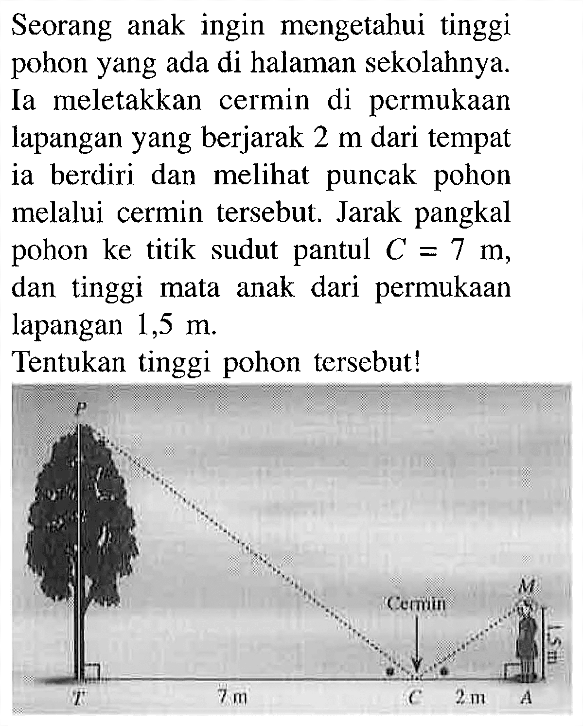 Seorang anak ingin mengetahui tinggi pohon yang ada di halaman sekolahnya. Ia meletakkan cermin di permukaan lapangan yang berjarak 2 m dari tempat ia berdiri dan melihat puncak pohon melalui cermin tersebut. Jarak pangkal pohon ke titik sudut pantul C = 7 m, dan tinggi mata anak dari permukaan lapangan 1,5 m. 
Tentukan tinggi pohon tersebut! 
P M Cermin 1,5 m T 7 m C 2 m A 