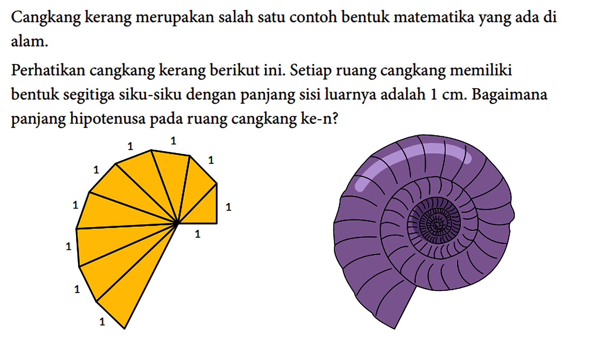 Cangkang kerang merupakan salah satu contoh bentuk matematika yang ada di alam. Perhatikan cangkang kerang berikut ini. Setiap ruang cangkang memiliki bentuk segitiga siku-siku dengan panjang sisi luarnya adalah 1 cm. Bagaimana panjang hipotenusa pada ruang cangkang ke-n? 1 1 1 1 1 1 1 1 1 1