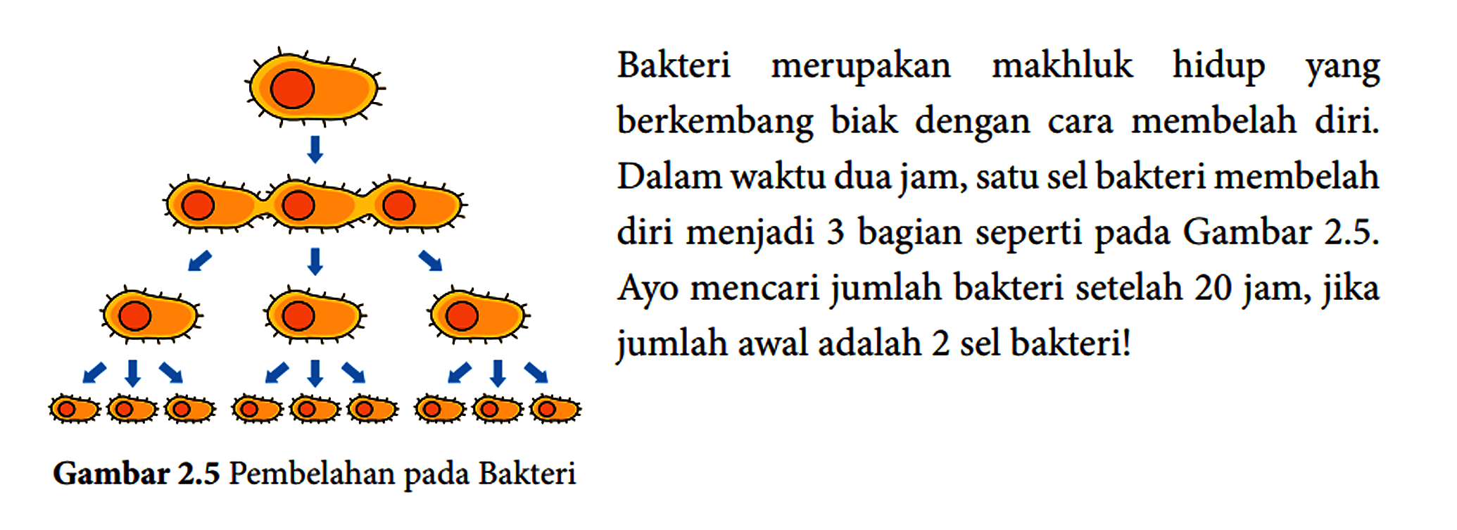 Bakteri merupakan makhluk hidup yang berkembang biak dengan cara membelah diri. Dalam waktu dua jam, satu sel bakteri membelah diri menjadi 3 bagian seperti pada Gambar 2.5. Ayo mencari jumlah bakteri setelah 20 jam, jika jumlah awal adalah 2 sel bakteri! Gambar 2.5 Pembelahan pada Bakteri