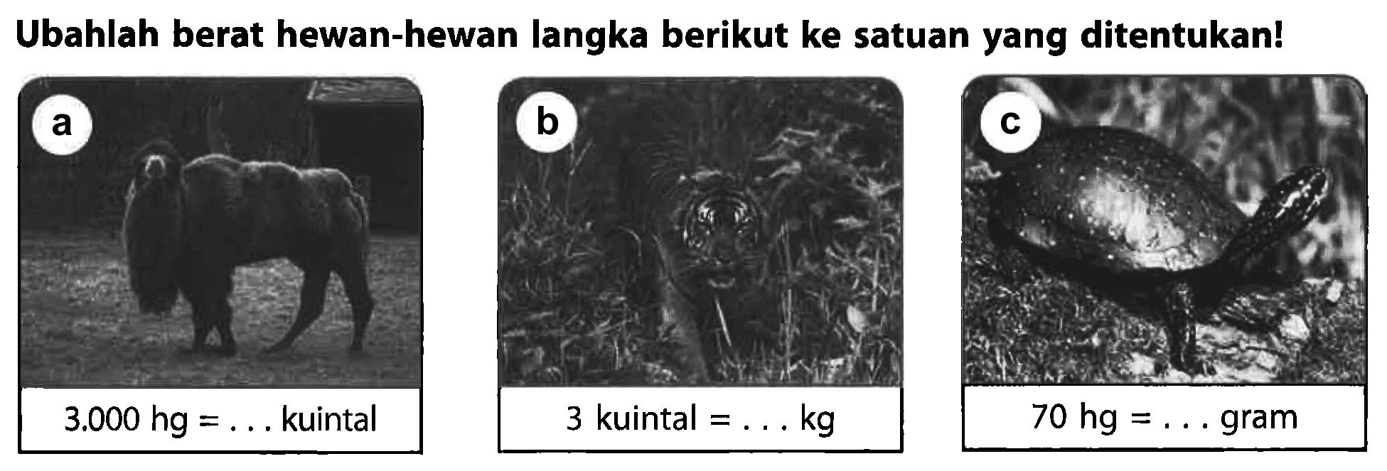 Ubahlah berat hewan-hewan langka berikut ke satuan yang ditentukan! 
 a 3.000 hg = . . . kuintal 
 b 3 kuintal = . . . kg 
 c 70 hg = . . . gram